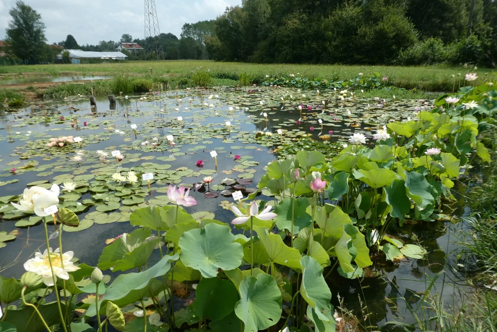 vivier des plantes aquatiques