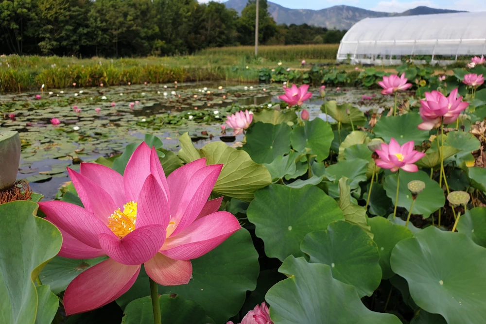 vivier des plantes aquatiques