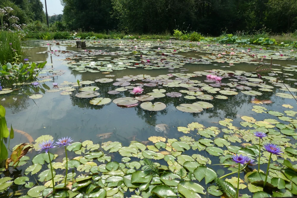 vivier des plantes aquatiques