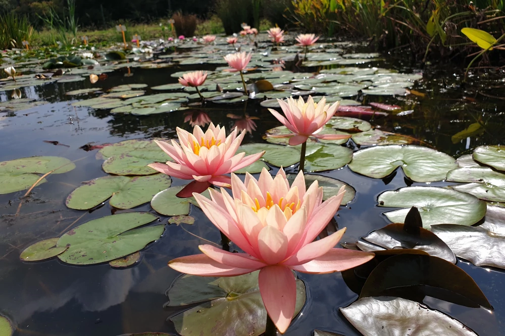 vivier des plantes aquatiques