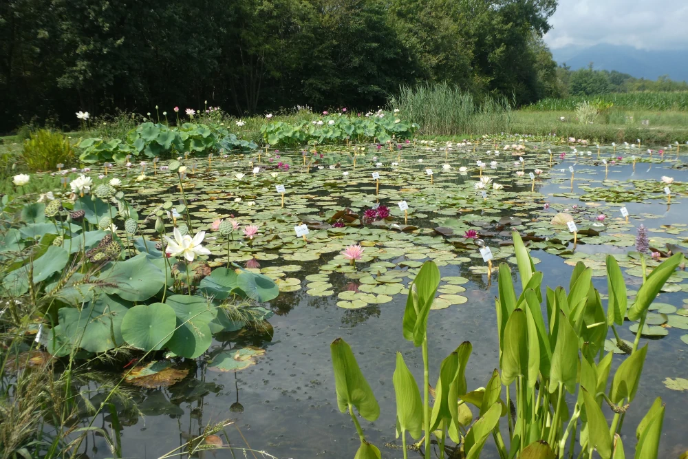 vivier des plantes aquatiques