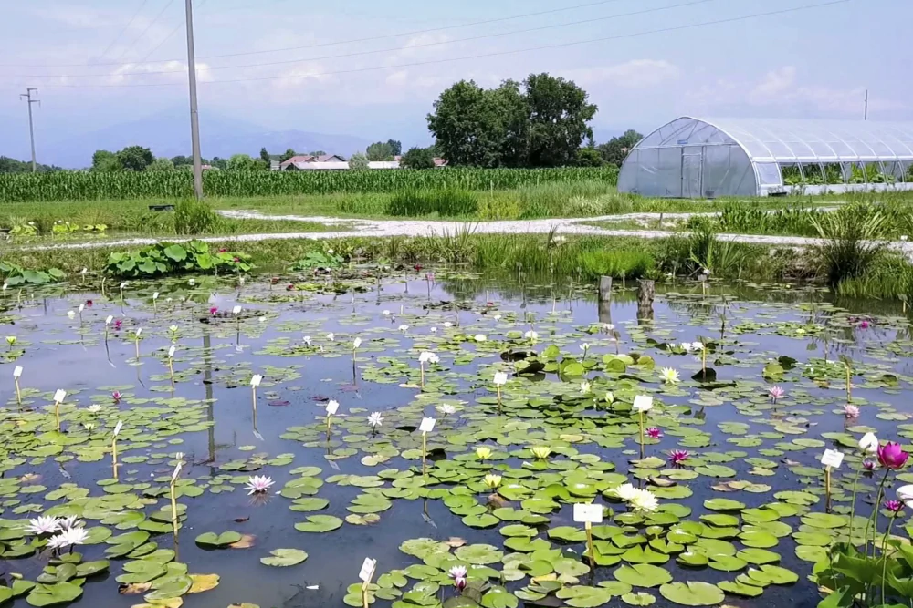 vivier des plantes aquatiques