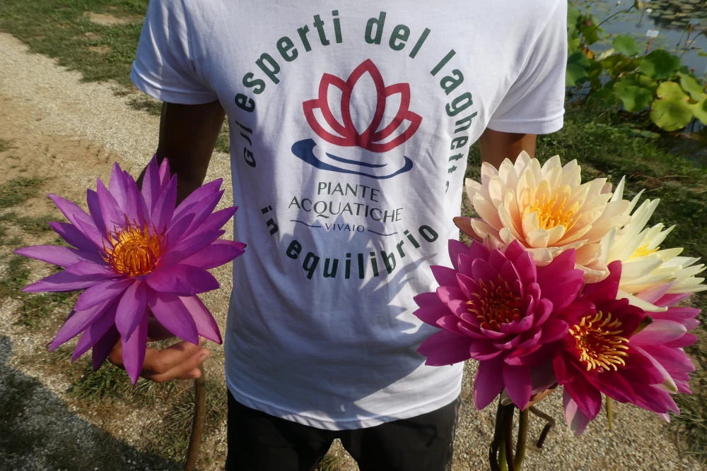 vivier des plantes aquatiques