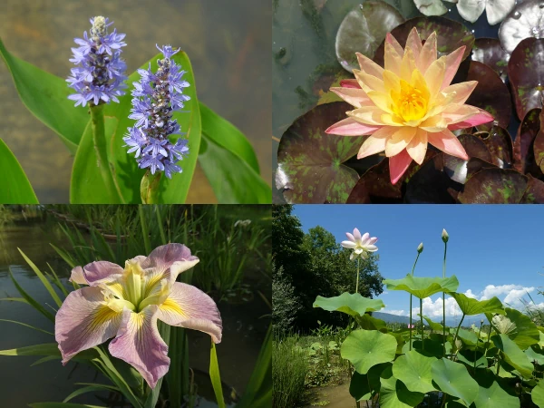 Vente de plantes aquatiques