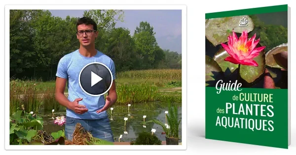 Cours vidéo et guide sur la culture des plantes aquatiques pour un bassin en équilibre